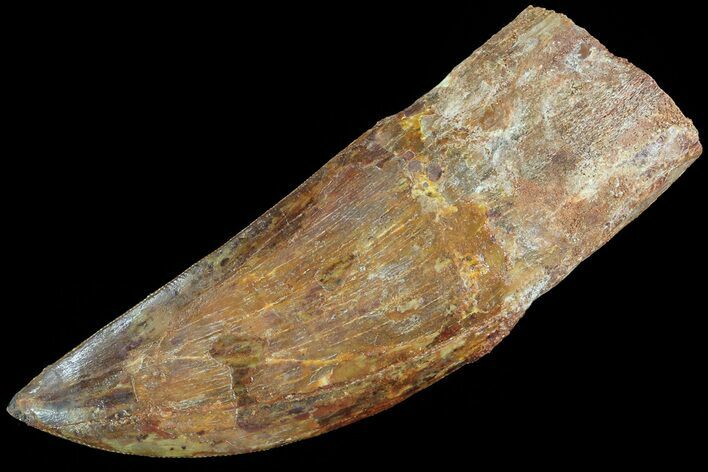 Thick, Carcharodontosaurus Tooth - Real Dinosaur Tooth #80614